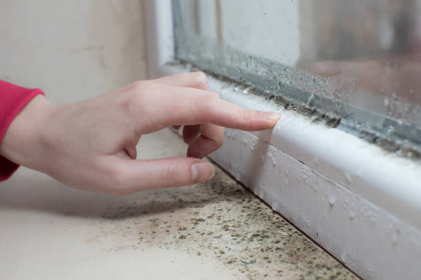 Best Mold Removal for HVAC Installations  in Colfax, WI